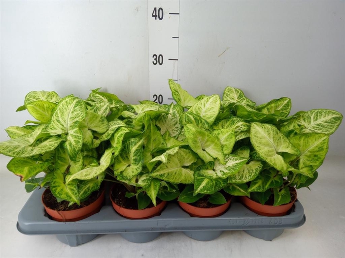 <h4>Syngonium  'White Butterfly'</h4>