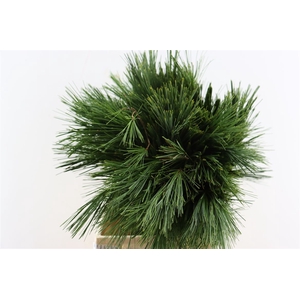 Pinus Strobus Keefer 50cm