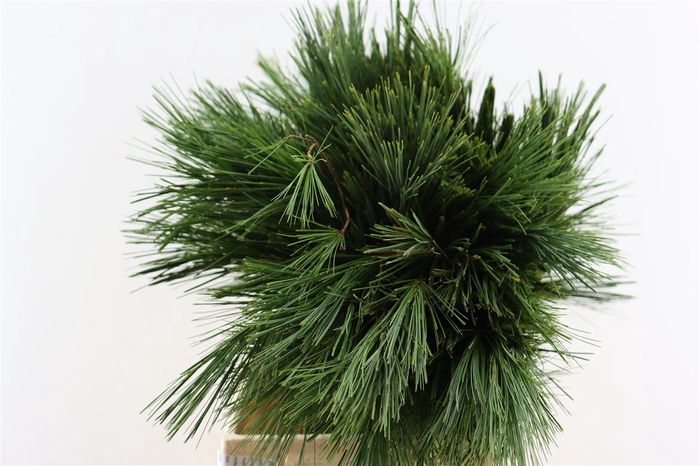 <h4>Pinus Strobus Keefer 50cm</h4>