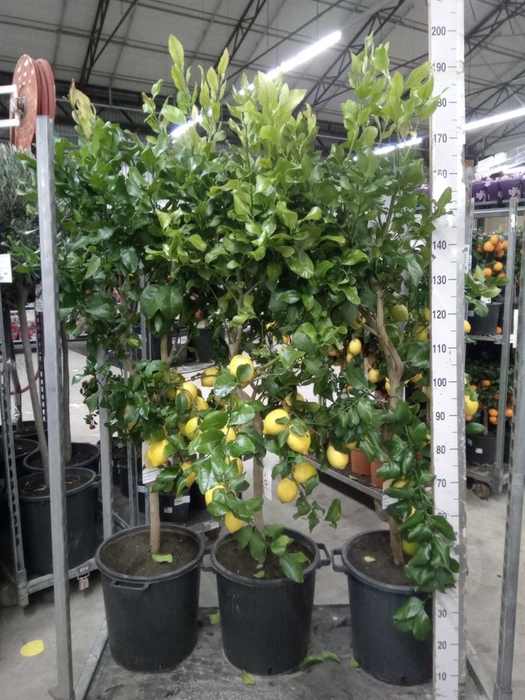 <h4>Citrus   ...</h4>