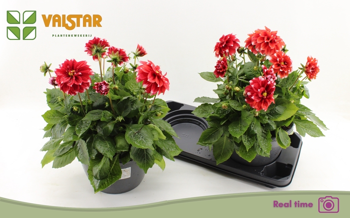 <h4>DAHL L ME RED</h4>