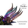 LYSIMACHIA COLORED x60