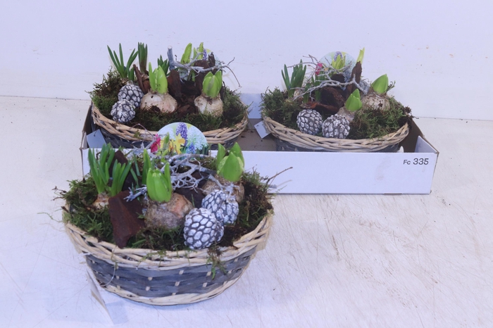 <h4>Arr Bol Knolgewas</h4>