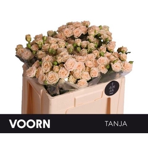 Rosa spray tanja