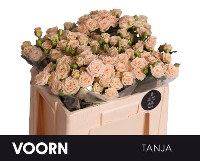 <h4>Rosa spray tanja</h4>