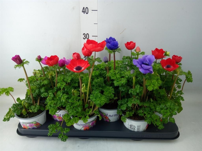 <h4>Anemone cor. 'Harmony'   ..mix</h4>