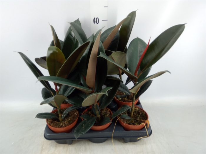 <h4>Ficus elastica 'Abidjan'</h4>