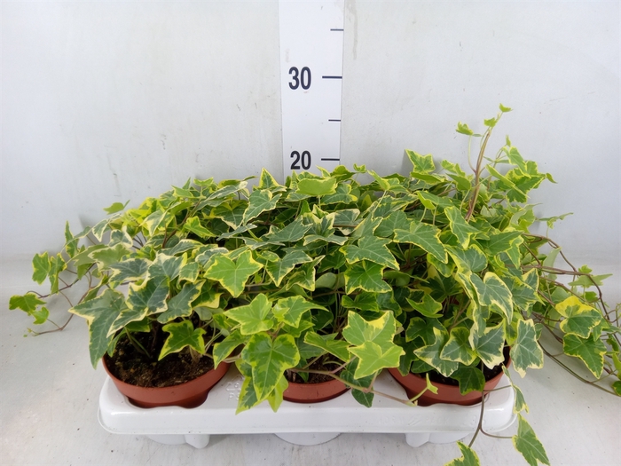 <h4>Hedera helix 'Goldchild'</h4>
