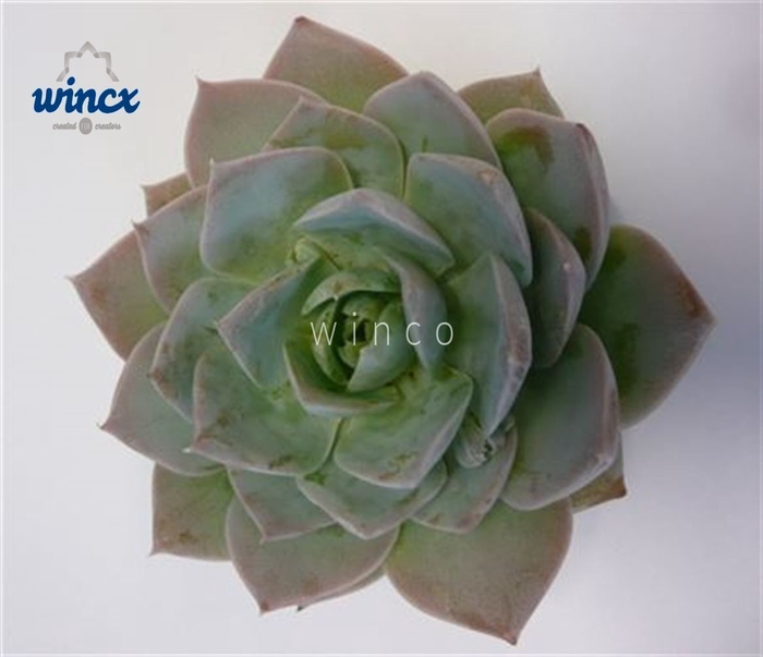 <h4>Echeveria Blue Lotus Cutflower Wincx-10cm</h4>