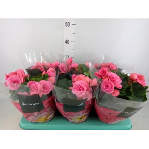 Begonia elat. DU 'Berseba'