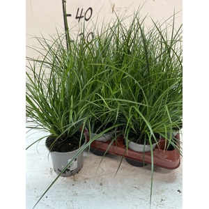 CAREX BRUNNEA