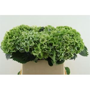 Hydr M Cl. Lollypop Green 80-18