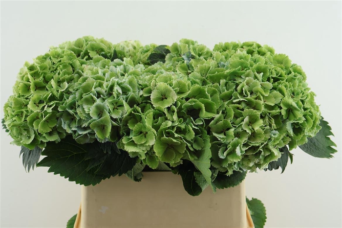 <h4>Hydr M Cl. Lollypop Green 80-18</h4>