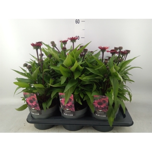 Echinacea   ...