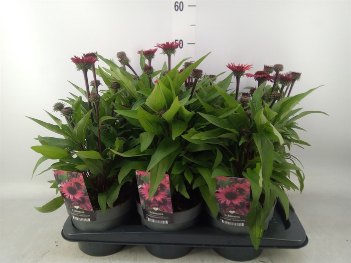 <h4>Echinacea   ...</h4>