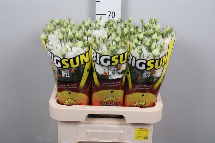 <h4>Eus G Alissa Pure White Big!</h4>