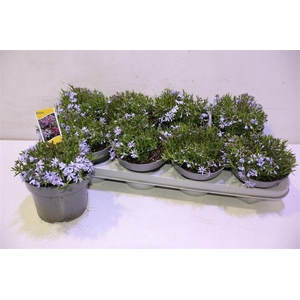 arr8 Phlox S Fab Blue D C