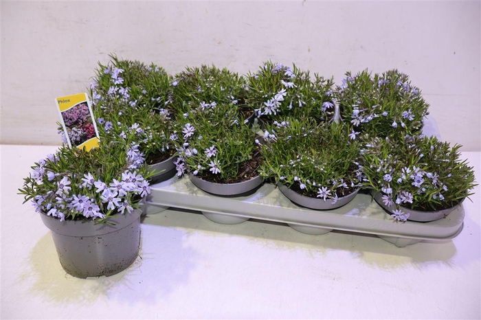 <h4>Phlox S Fab Blue D C</h4>