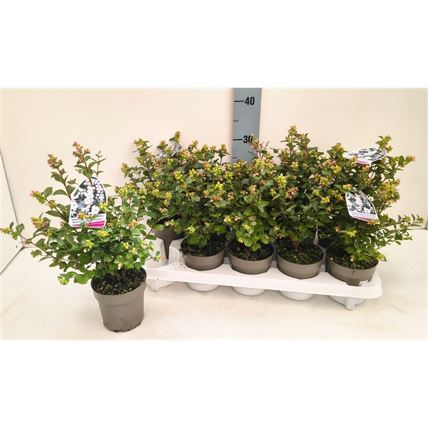 <h4>Symphoricarpos Magical Galaxy T11 weiss</h4>