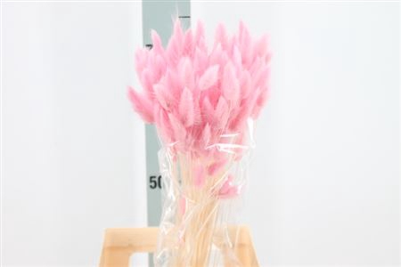 <h4>Dried Lagurus Bleached Baby Pink</h4>