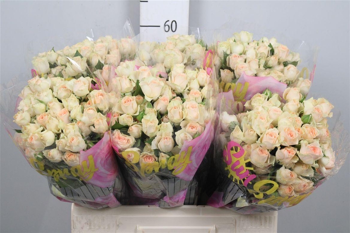 <h4>R Tr Sancerre</h4>