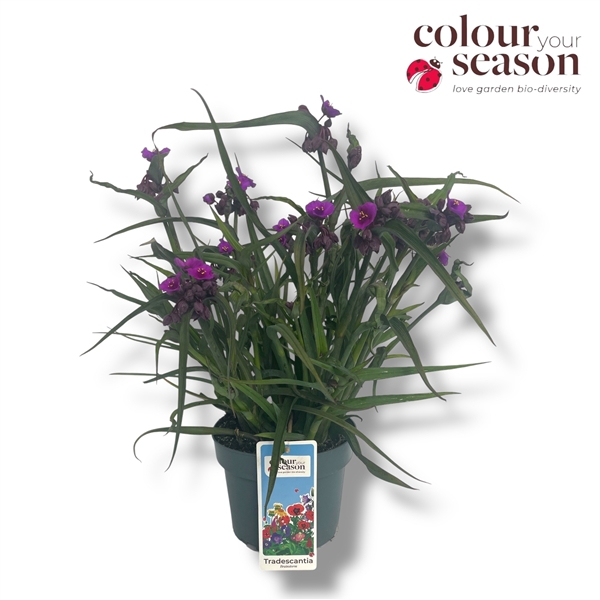 <h4>Tradescantia 'JS Brainstorm'</h4>