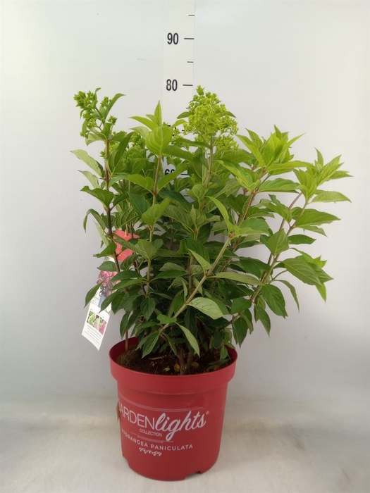 <h4>Hydrangea pan.</h4>