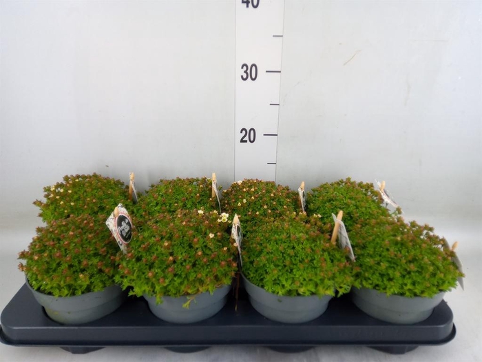 <h4>Saxifraga arend.</h4>