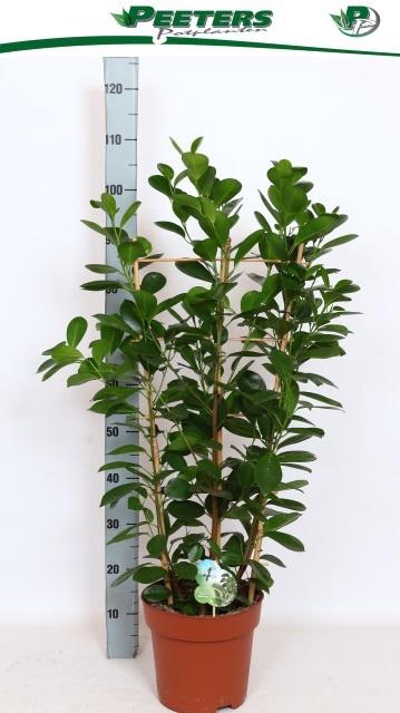 <h4>FIC MI MOCLAME</h4>