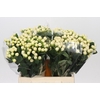 Hypericum Cool Romance