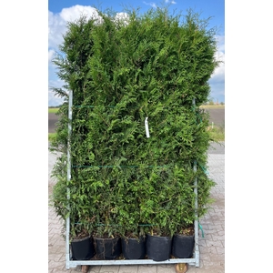 THUJA O BRABANT