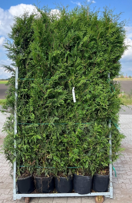 <h4>THUJA O BRABANT</h4>