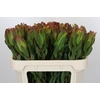 Leucadendron Laurel Yellow