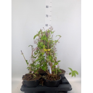 Deutzia hybrida 'Mont Rose'