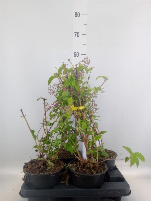 <h4>Deutzia hybrida 'Mont Rose'</h4>