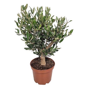 Olea Europaea Thick Trunk