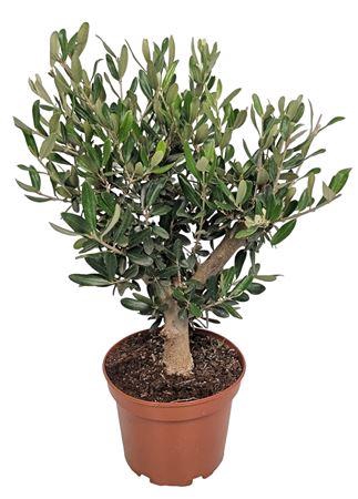 <h4>Olea Europaea Thick Trunk</h4>