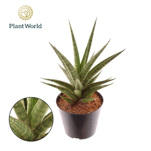 Sansevieria Blue Dancing Queen