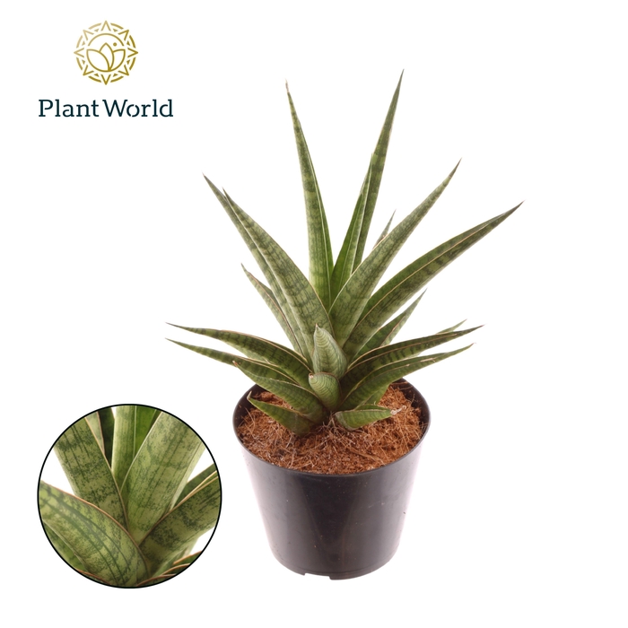 <h4>Sansevieria Blue Dancing Queen</h4>