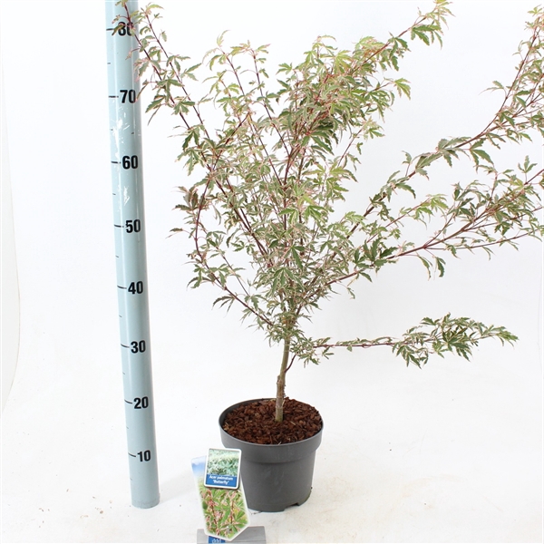 <h4>Acer pal. 'Butterfly'</h4>