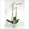 PHAL OV WIT