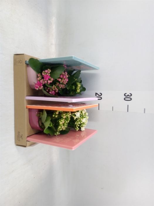 <h4>Arr.   Planten L%</h4>