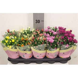 Chrysanthemum Indicum Grp gemengd 6 kleuren