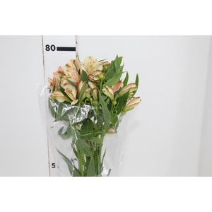 ALSTROEMERIA CANYON 080 CM