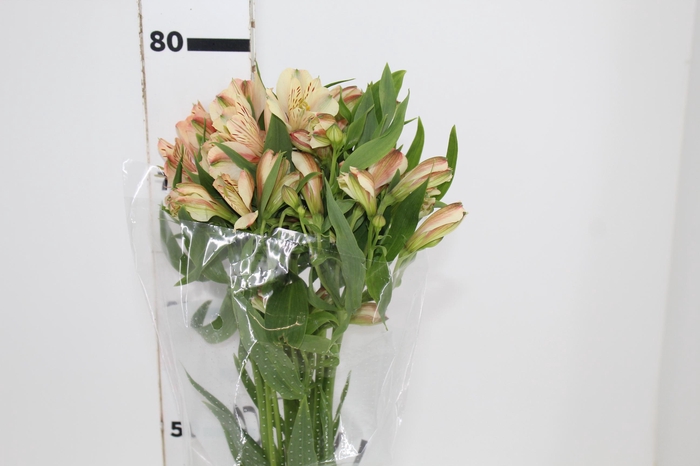 <h4>ALSTROEMERIA CANYON 080 CM</h4>