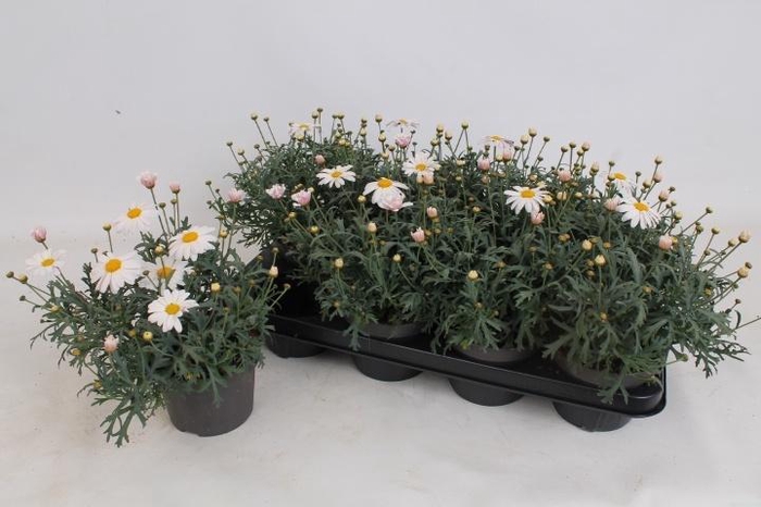 <h4>ARG LA RITA C WHITE</h4>