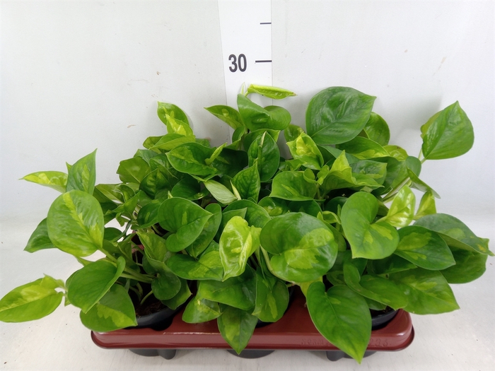 <h4>Epipremnum pinn. 'Global Green'</h4>