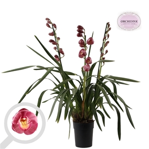 Cymbidium donker roze 3 tak