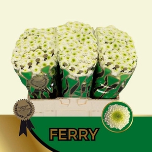 CHR SAN FERRY CHR S FERRY