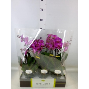 Phalaenopsis multi.   ...lilac